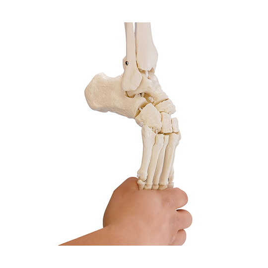 足部骨骼模型(带胫腓骨)6056