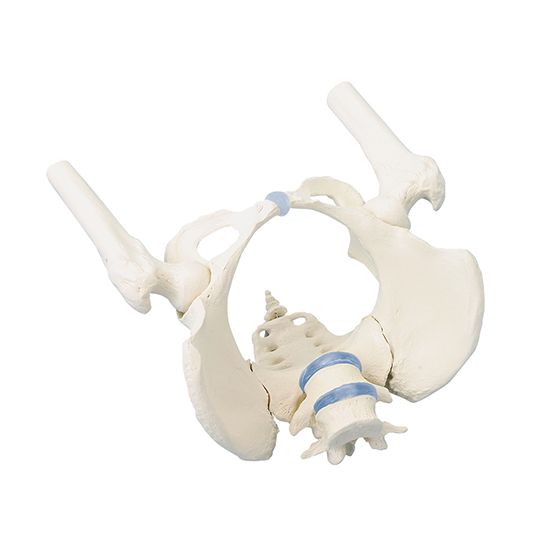 骨盆模型