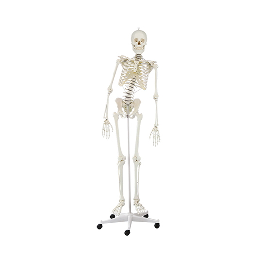 脊椎可动式骨骼模型Hugo