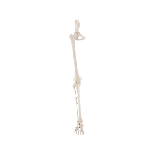 腿部骨骼模型(带半边骨盆) 约 980 mm