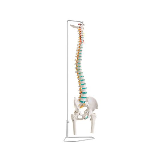 脊椎可动型模型