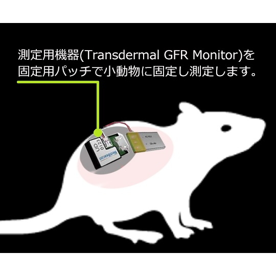 小鼠/大鼠肾功能荧光检测器专用贴片 (大/大鼠)